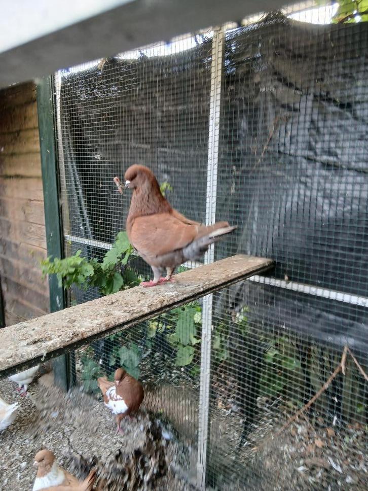 Te koop Engelse Modena's, Dieren en Toebehoren, Vogels | Duiven, Overige soorten, Meerdere dieren