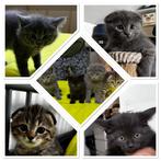 Nog 4 kittens beschikbaar - op te halen in Roosendaal, Geslacht onbekend, Kortharig, 0 tot 2 jaar