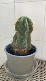 GROTE CACTUS, Huis en Inrichting, Kamerplanten, Ophalen of Verzenden, Cactus, Volle zon