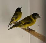 Te koop koppel zwartkop sijzen, Dieren en Toebehoren, Vogels | Overige Vogels, Meerdere dieren, Tropenvogel, Geringd