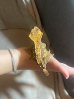 Wimpergekko vrouwtje te koop, Dieren en Toebehoren, Reptielen en Amfibieën, 0 tot 2 jaar, Hagedis