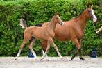 Heel correct goed bewegend hengst veulen, Dieren en Toebehoren, Paarden, Springpaard, 0 tot 2 jaar, Hengst, Onbeleerd