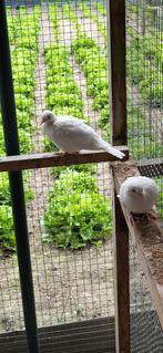 Tortelduiven witte, Dieren en Toebehoren, Meerdere dieren, Overige soorten