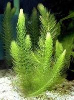 Hoornblad 10 strengen voor €7,50 (Laatste 10 strengen), Dieren en Toebehoren, Vissen | Aquaria en Toebehoren, Ophalen of Verzenden