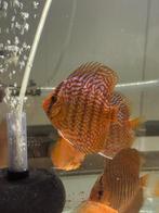 Discusvissen van Dutch Discus, Dieren en Toebehoren, Vis, Zoetwatervis, Schoolvis