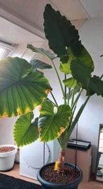 Alocasia Macrorrhiza zaden & pups opgekweekt uit zaad, Huis en Inrichting, Kamerplanten, 200 cm of meer, Overige soorten, Bloeiende kamerplant