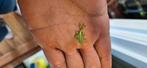 PSG 278 – Phyllium philippinicum wandelend blad 1€ per dier, Bijen