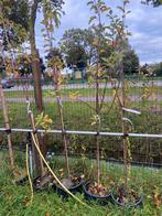 Appel halfstam Bio fruit bomen 3 soorten €49,95 pst