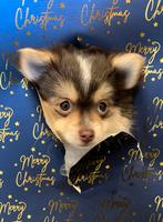 Pomchi puppy teefje 2, Dieren en Toebehoren, Honden | Chihuahua's en Gezelschapshonden, Parvo, 8 tot 15 weken, Teef, Eén hond