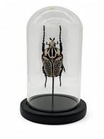 Opgezette grote Goliath kever in stolp, Verzamelen, Dierenverzamelingen, Ophalen of Verzenden, Zo goed als nieuw, Insect, Opgezet dier
