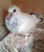 Postduiven 3 jongen goede komaf !!, Dieren en Toebehoren, Vogels | Duiven, Meerdere dieren, Postduif