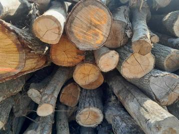 Stamhout eik haardhout kachelhout beschikbaar voor biedingen