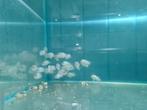 Electric Blue Acara Cichliden, Vis, Zoetwatervis