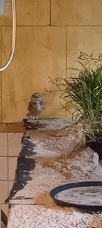 Konijnenuil man aangeboden. 2023 geen inprint., Dieren en Toebehoren, Overige Dieren, Januari, Mannelijk