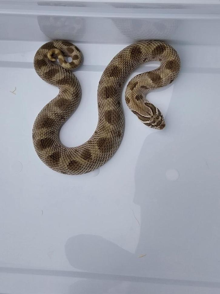 Haakneus / Hognose 0.1