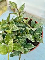 Hoya krohniana Splash P12, Huis en Inrichting, Ophalen of Verzenden, Overige soorten, Minder dan 100 cm