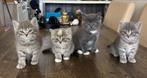 Britse langaar kittens, Meerdere dieren