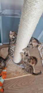 Bengaal kittens, Dieren en Toebehoren, Katten en Kittens | Raskatten | Korthaar, Meerdere dieren, Gechipt, 0 tot 2 jaar