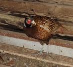 Bosfazant haan, Dieren en Toebehoren, Pluimvee, Mannelijk, Overige soorten