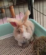 Engelse Angora konijn te koop €70, Dieren en Toebehoren, Mannelijk