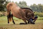 Diverse paarden (grondwerk)lessen aangeboden!, Diensten en Vakmensen, Dieren | Paarden | Verzorging, Oppas en Les, Gedragstraining