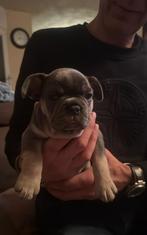Franse bulldog pups gereserveerd, Dieren en Toebehoren, Honden | Bulldogs, Pinschers en Molossers, CDV (hondenziekte), 8 tot 15 weken