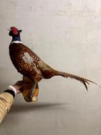 Opgezette fazant op houten plaat – charmant decoratiestuk, Ophalen of Verzenden, Zo goed als nieuw, Vogel, Opgezet dier