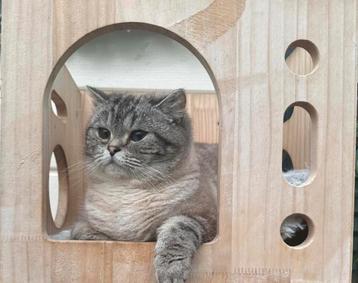 2 jarige brits korthaar poes zoekt 5️️️️️⭐️⭐️⭐️⭐️⭐️ huisje  beschikbaar voor biedingen