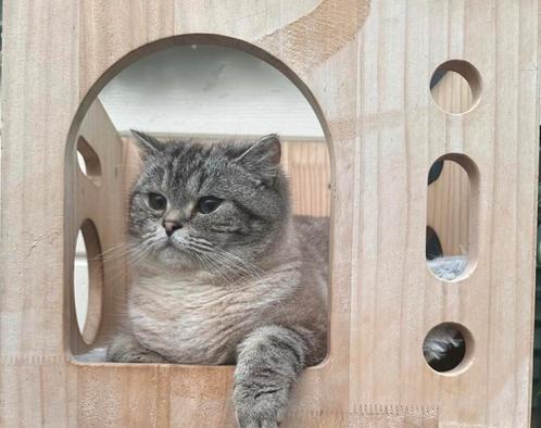 2 jarige brits korthaar poes zoekt 5️️️️️⭐️⭐️⭐️⭐️⭐️ huisje, Dieren en Toebehoren, Katten en Kittens | Raskatten | Korthaar, Poes