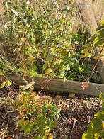 Gele en rode herfstframbozen, Tuin en Terras, Volle zon, Vaste plant, Ophalen of Verzenden, Zomer