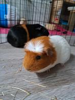Cavia's, Vrouwelijk, Cavia, Na 1 juli 2024, Tam