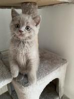 Britse Korthaar @ Langhaar kittens (lilac) Te Koop, Dieren en Toebehoren, Ontwormd