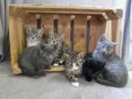 Schattige kittens te koop !!, Dieren en Toebehoren, Katten en Kittens | Overige Katten, Meerdere dieren, Kortharig, 0 tot 2 jaar