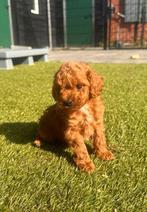 Prachtige mini doodle / mini labradoodle pups te koop!, Overige rassen, Meerdere, Meerdere dieren, Nederland