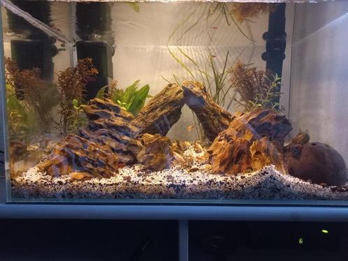 Aquascape aquarium + vissen en toebehoren, Dieren en Toebehoren, Vissen | Aquaria en Toebehoren, Gebruikt, Gevuld zoetwateraquarium