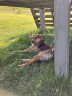 Dushi is in Nederland, Dieren en Toebehoren, Honden | Niet-rashonden, Particulier, Rabiës (hondsdolheid), 1 tot 2 jaar, Buitenland