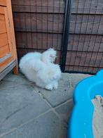 Engelse max full face angora konijn, Dieren en Toebehoren, Pluimvee, Mannelijk, Kip