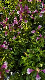 Salvia soft pink, Ophalen, Zomer, Overige soorten, Volle zon