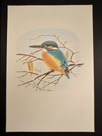 IJsvogel, Verzenden, 1980 tot heden, Zo goed als nieuw, Dier