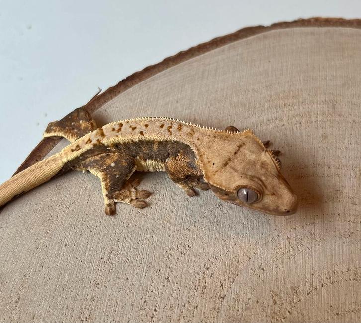 Wimpergekko Lilly white