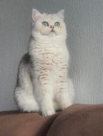 Birts korthaar dekkater met stamboom, Dieren en Toebehoren, Katten en Kittens | Raskatten | Korthaar, Kater, Gechipt