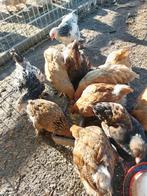 Jonge Brahma kuikens, Dieren en Toebehoren, Pluimvee, Geslacht onbekend, Kip