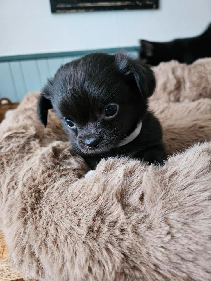 Chihuahua pups langharig nog 1 beschikbaar, Dieren en Toebehoren, Honden | Chihuahua's en Gezelschapshonden, Teef, Chihuahua, Fokker | Hobbymatig