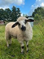 Ram ryeland x brilschaap, Dieren en Toebehoren, Mannelijk, Schaap, 0 tot 2 jaar