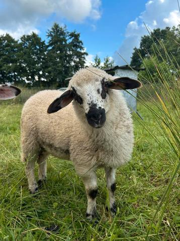 Ram ryeland x brilschaap beschikbaar voor biedingen