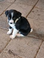 Prachtige alabai pup de laatste, Overige rassen, Meerdere, Meerdere dieren, Nederland