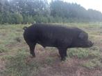 Prachtige zwarte fokbeer 75% duroc, Dieren en Toebehoren, Mannelijk