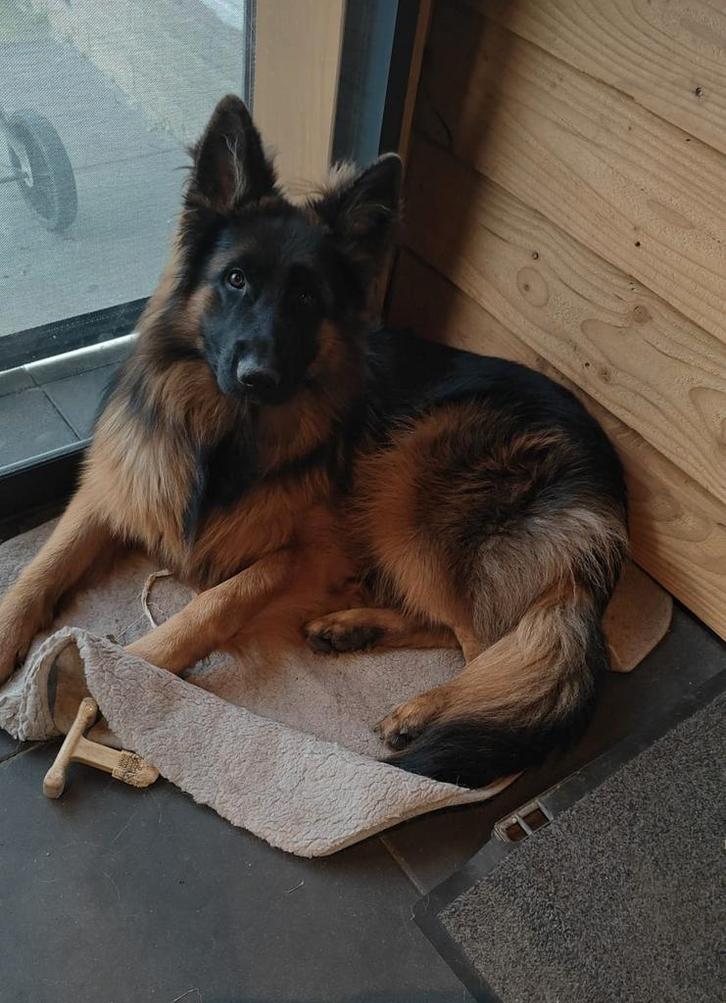 Duitse Herder reu, Dieren en Toebehoren, Honden | Herdershonden en Veedrijvers, Reu, Herder, Particulier, Eén hond, Nederland