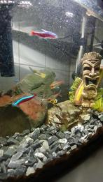 Leuk aquarium met vissen!, Dieren en Toebehoren, Vis