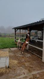 Knappe lieve nubische gecastreerde bok CL en CAE vrij, Dieren en Toebehoren, Schapen, Geiten en Varkens, Mannelijk, Geit